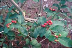 Rauvolfia tetraphylla